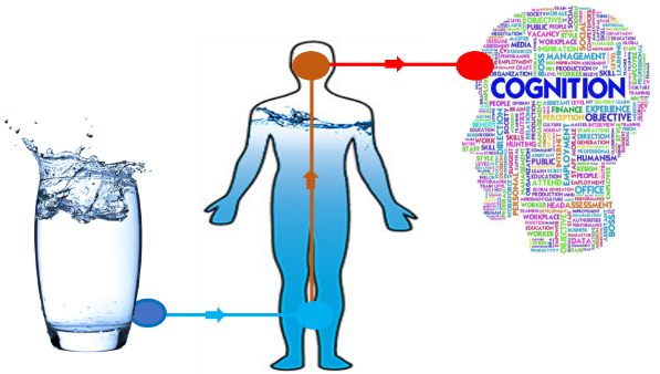 A graphic depicting the link between hydration and cognitive function