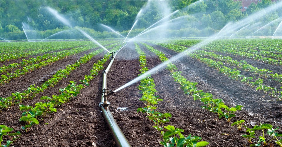 Irrigation pipes and sprinkler system supply water to a field