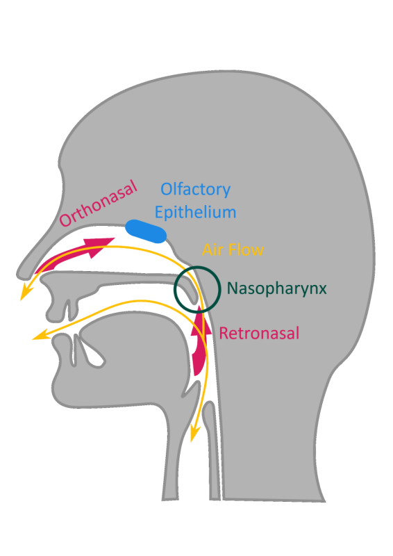 A mid-sagittal diagram of the human head with gold arrows marking air flow, dark pink arrows indicating the directions of orthonasal and retronasal smelling, a blue capsule shape marking the approximate location of the olfactory epithelium and a dark green circle marking the location of the nasopharynx.