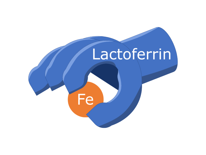 A blue hand with four digits grabs an orange circle. The circle is labeled Fe for iron, and the hand is labeled Lactoferrin.