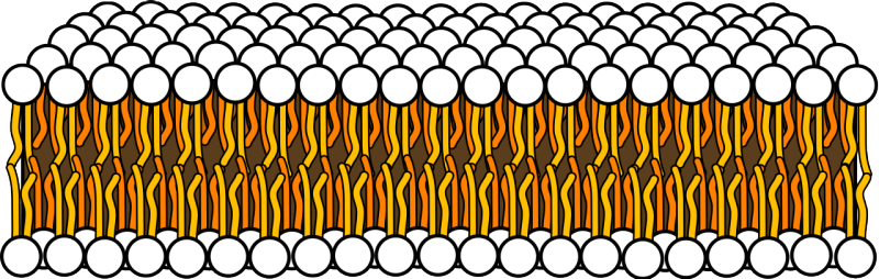 A cross-section of a phospholipid bilayer. The white circles are the polar heads. the yellow and orange "legs" are the fatty acid chains. There are two layers of these with the legs facing inward and the heads forming the surface of both sides.