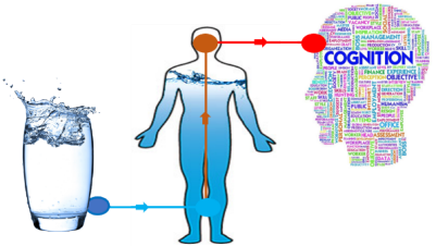 A graphic depicting the link between hydration and cognitive function