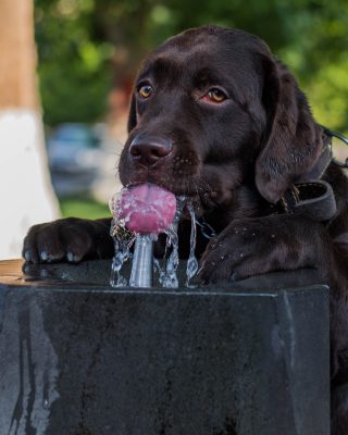 A dog drinks from a water fountain