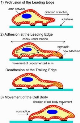 Graphic depicting the movement of a cell