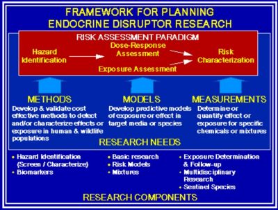 A graphic displaying a framework for planning endocrine disruptor research