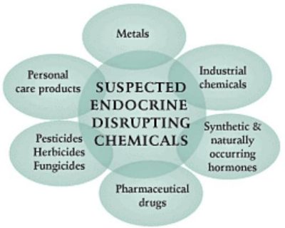 A graphic displaying suspected endocrine disrupting chemicals found in the environment